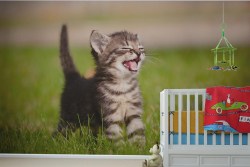 Fotobehang lief klein kitten voor kinderkamer of babykamer